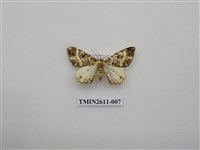 藏品(尺蛾128)的圖片